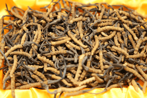 Cordyceps Fungus